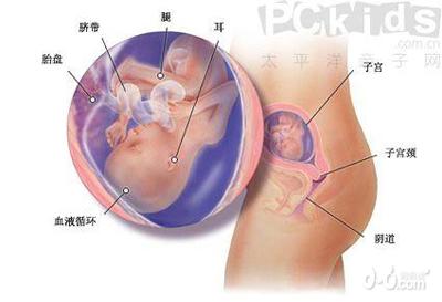 懷孕后五個(gè)月的b超圖