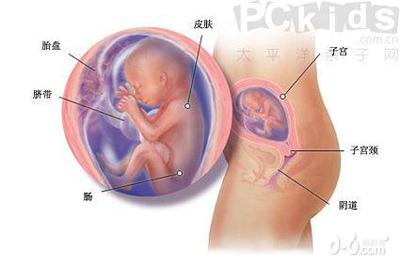 懷孕后五個(gè)月的b超圖