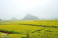 2014金色羅平 遨游花海 之 油菜花