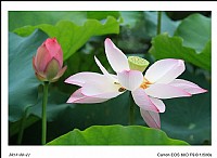 荷花（東莞同沙生態(tài)園）