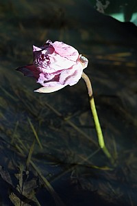 綠塘濕地公園拍荷花